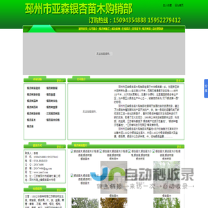 银杏苗木_银杏苗木价格_银杏苗_银杏树苗_邳州市亚森银杏苗木购销部_http://www.yxm1.com